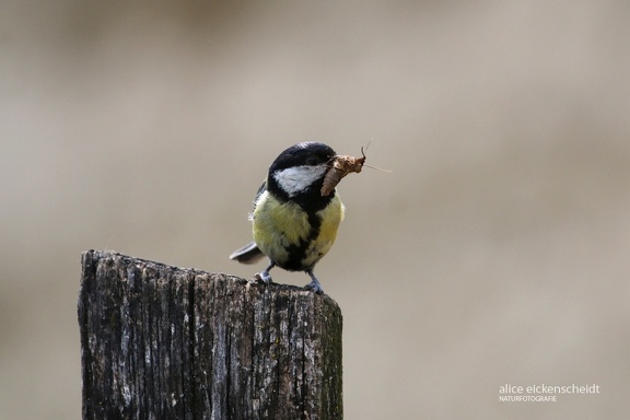 Kohlmeise (Parus major)